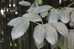 Ilex latifolia