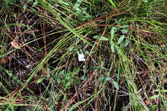 Tephrosia florida