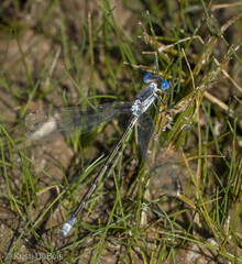 Lestes unguiculatus