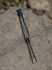 Enallagma carunculatum