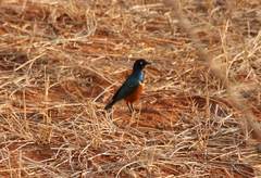 Lamprotornis superbus