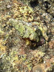 Calcinus californiensis