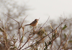 Rhodophoneus cruentus