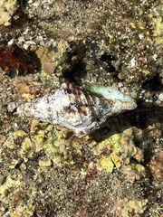 Calcinus californiensis