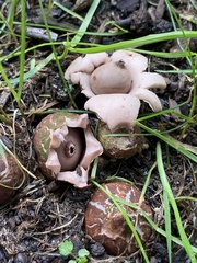 Geastrum