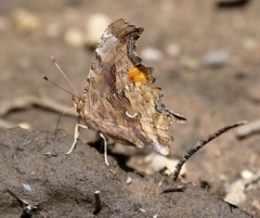 Polygonia satyrus