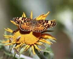 Phyciodes mylitta