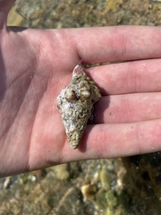 Calcinus californiensis