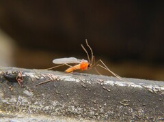 Monarthropalpus flavus