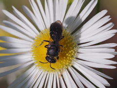 Hylaeus