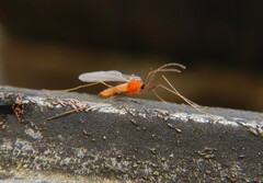 Monarthropalpus flavus