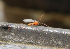 Monarthropalpus flavus