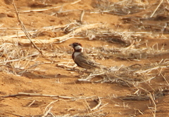 Eremopterix signatus