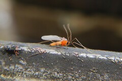 Monarthropalpus flavus