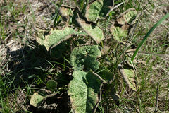 Salvia pratensis