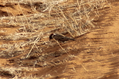 Eremopterix signatus