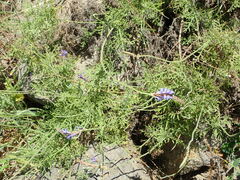 Lavandula
