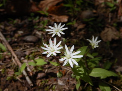 Stellaria pubera