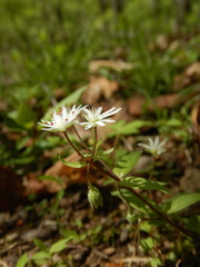 Stellaria pubera