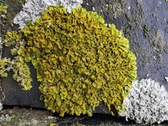 Xanthoria parietina