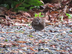 Melospiza melodia morphna