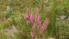 Erica nutans