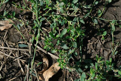 Polygonum