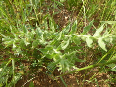 Nonea pallens
