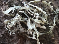Ramalina subleptocarpha