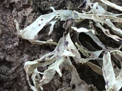 Ramalina subleptocarpha