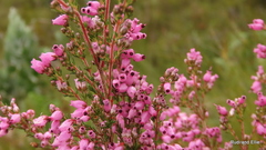 Erica nutans
