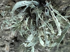 Ramalina subleptocarpha