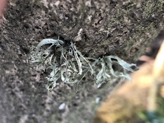 Ramalina subleptocarpha