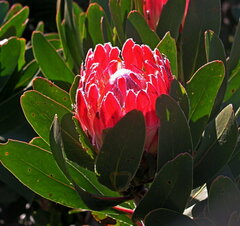 Protea obtusifolia