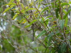 Rhionaeschna marchali