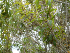 Rhionaeschna marchali