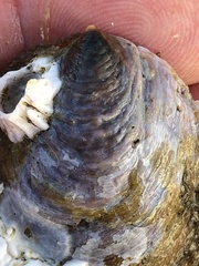 Crepidula onyx
