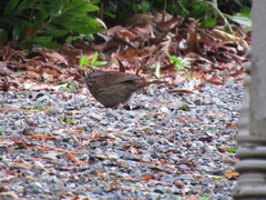 Melospiza melodia morphna