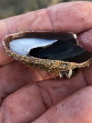 Crepidula onyx