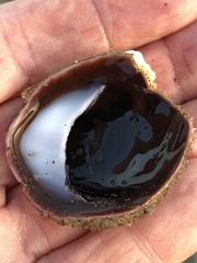 Crepidula onyx