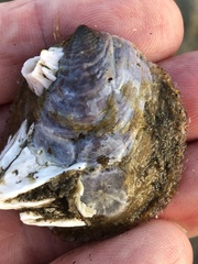 Crepidula onyx