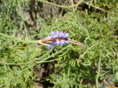 Lavandula
