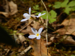 Houstonia