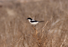 Lanius dorsalis