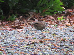 Melospiza melodia morphna