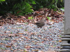 Melospiza melodia morphna