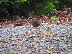 Melospiza melodia morphna