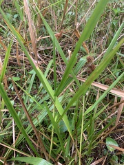 Panicum hemitomon
