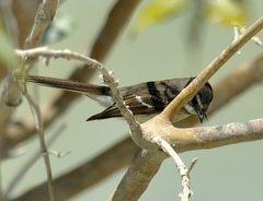 Rhipidura phasiana
