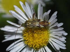 Closterotomus costae